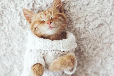 GATITOS