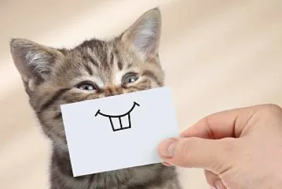 GATITOS