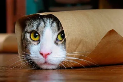 GATITOS