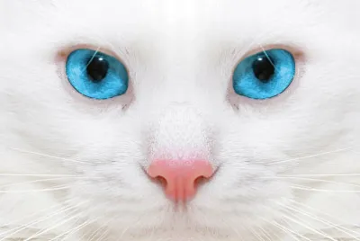 GATITOS