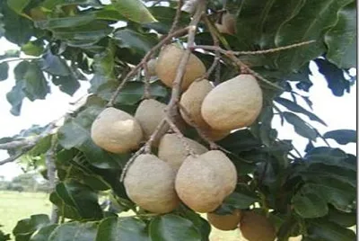 פאזל של Pé de Castanha de Baru