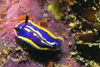 Felimare bilineata
