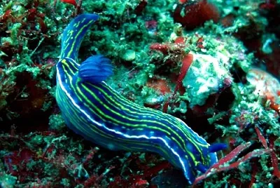 Felimare genus
