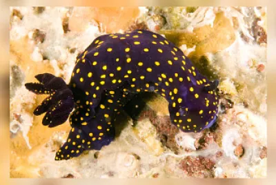 Felimare ghiselini