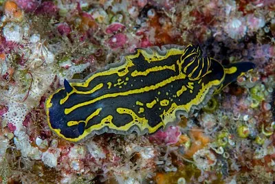 Felimare picta