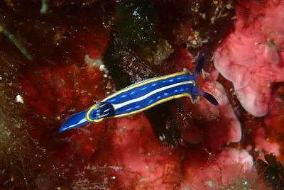 Felimare tricolor