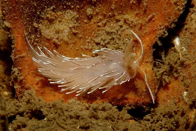 פאזל של Favorinus blianus