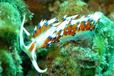 Favorinus tsuruganus
