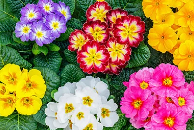 PRIMAVERA