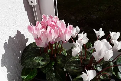 Cyclamen