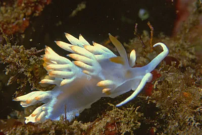 פאזל של Flabellina babai