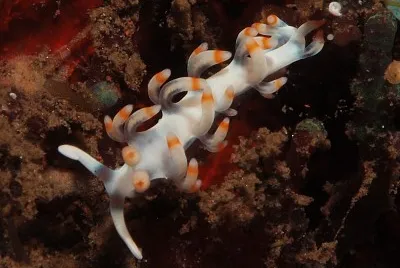 Flabellina bicolor
