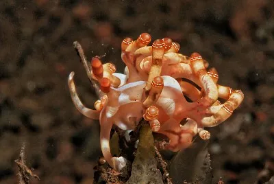 פאזל של Flabellina bilas