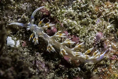 פאזל של Flabellina engeli