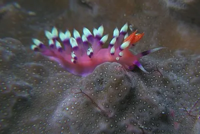 פאזל של Flabellina exoptata