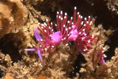 פאזל של Flabellina funeka