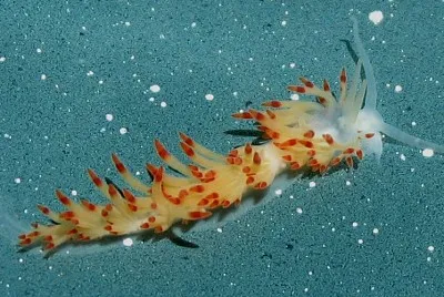 פאזל של Flabellina goddardi