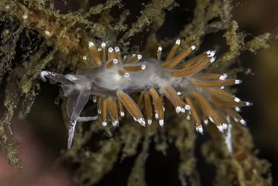 פאזל של Flabellina gracilis