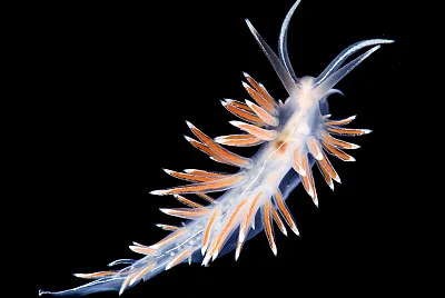 Flabellina lineata jigsaw puzzle