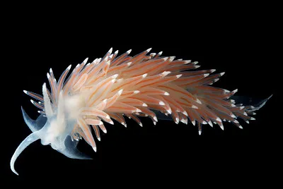 פאזל של Flabellina nobilis