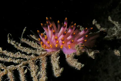 פאזל של Flabellina pedata