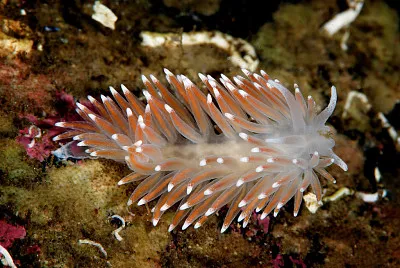 פאזל של Flabellina pellucida