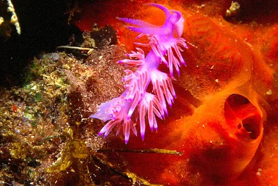 פאזל של Flabellina rosa