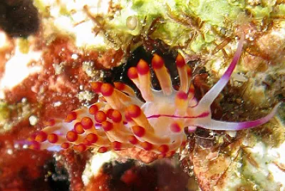 Flabellina nubrolineata