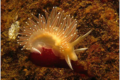 פאזל של Flabellina trophina
