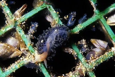 Fiona pinnata