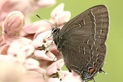 Satyrium calanus