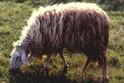 Garessina