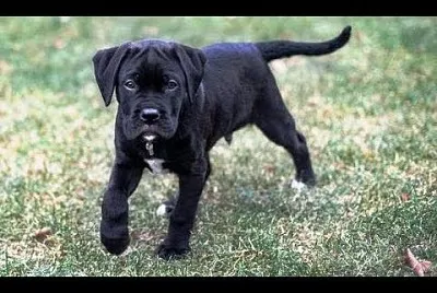 Boxador