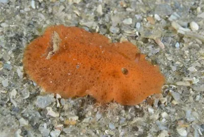 Geitodoris pusae jigsaw puzzle