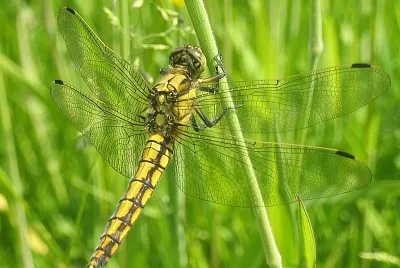 Orthetrum cancellatum