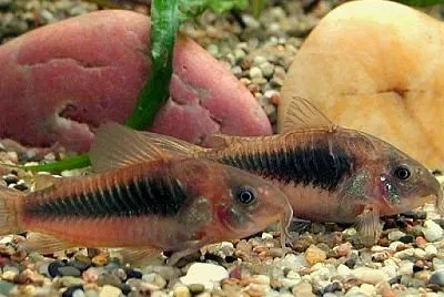 Corydoras aeneus