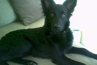 Schipperpoo