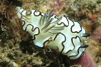 Glossodoris astromarginata