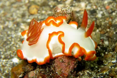 Glossodoris averni