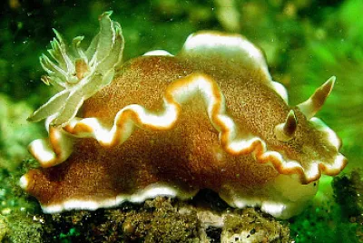 Glossodoris rufomarginata