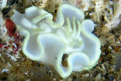 glossodoris pallida