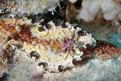 Glossodoris andersonae