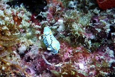 Aldisa albatrossae