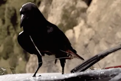 Deadly Bird. -Postcards From The Edge