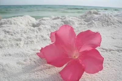 פאזל של flores