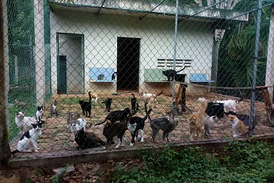 MININOS