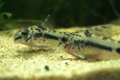 Corydoras habrosus
