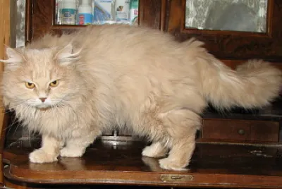 Siberiano cream