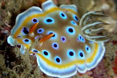Goniobranchus geminus