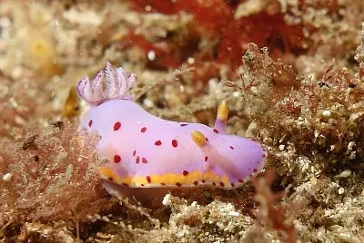 Goniobranchus loringi